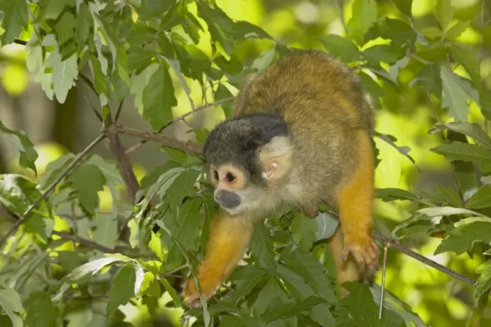 Framed Print : Squirrel Monkey Saimiri sciureus boliviensis Apenheul, Netherlands MA001521 Framed Print : Squirrel Monkey Saimiri sciureus boliviensis Apenheul, Netherlands MA001521