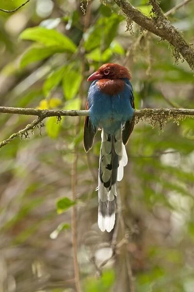 Sri Lanka Blue Magpie - perched on branch