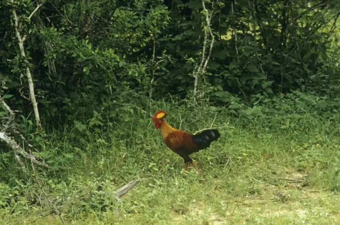 Framed Print : Sri Lanka Junglefowl - male in habitat Also known as: Ceylon junglefowl Framed Print : Sri Lanka Junglefowl - male in habitat Also known as: Ceylon junglefowl