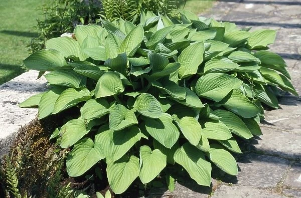 Hosta. SSG-2492. HOSTA. Ardea London. Please note that prints are for personal