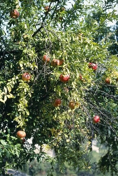 SSG-2545A. SSG-2545. Pomegranate Tree, RAJPUT FORT, AMBER, INDIA