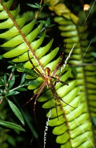 St Andrews cross spider - female in web with attendant male