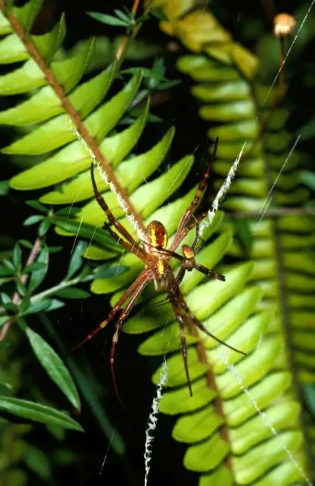 Framed Print : St Andrews cross spider - female in web with attendant male Framed Print : St Andrews cross spider - female in web with attendant male