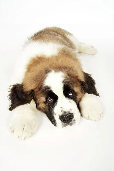 St Bernard Dog - 14 week old puppy