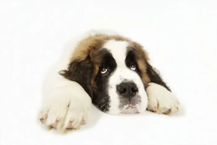 Framed Print : St Bernard Dog - 14 week old puppy Framed Print : St Bernard Dog - 14 week old puppy