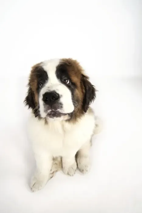 Framed Print : St Bernard Dog - 14 weeks old Framed Print : St Bernard Dog - 14 weeks old
