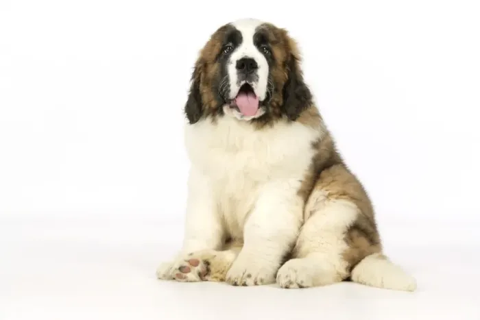 Framed Print : St Bernard Dog - 14 weeks old puppy Framed Print : St Bernard Dog - 14 weeks old puppy