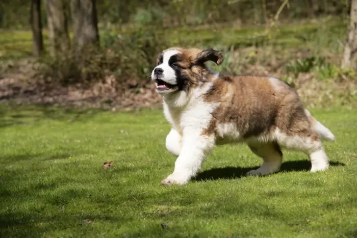 Framed Print : St Bernard Dog - 14 weeks old puppy, running Framed Print : St Bernard Dog - 14 weeks old puppy, running