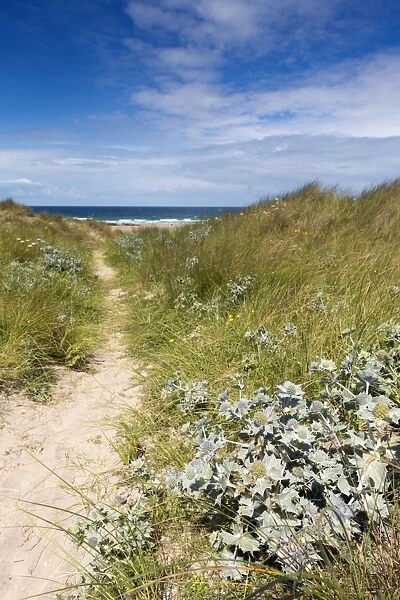 St Gothian Sands - with Sea Holly in foreground - Cornwall, UK