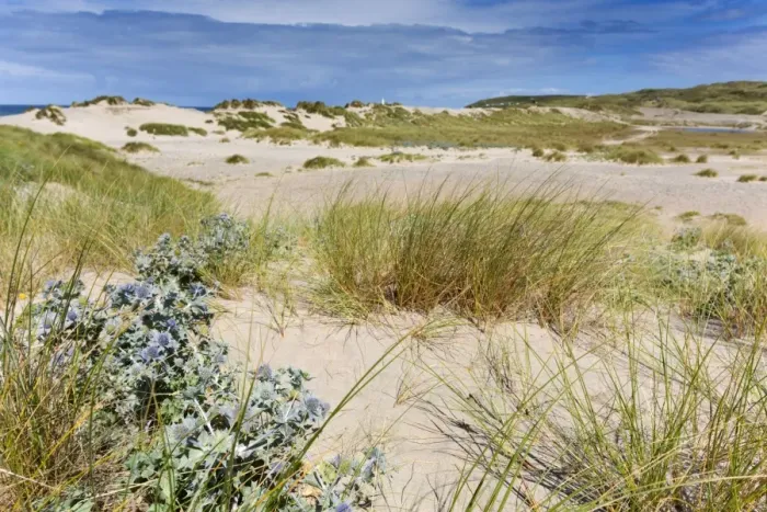 Framed Print : St Gothian Sands - with Sea Holly in foreground - Cornwall, UK Framed Print : St Gothian Sands - with Sea Holly in foreground - Cornwall, UK