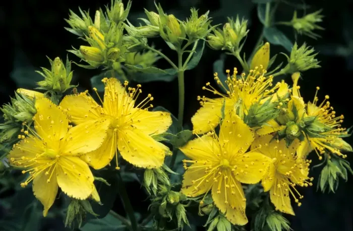 Framed Print : St-John's wort Framed Print : St-John's wort