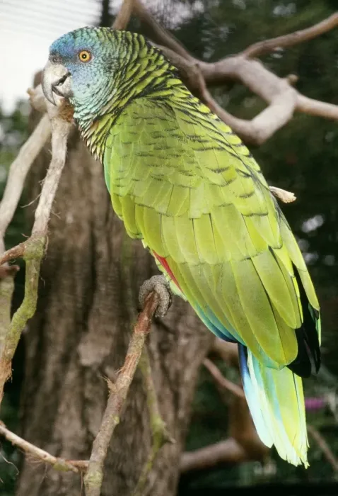 Framed Print : St. Lucia Amazon Parrot