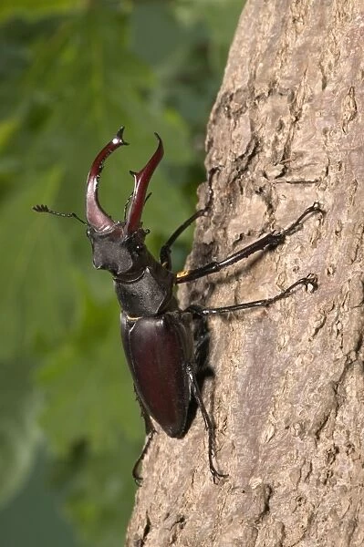 Stag beetle on bark Europe