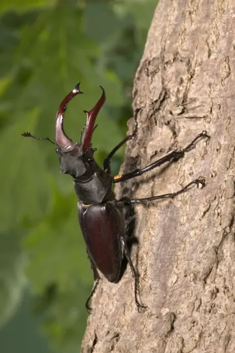 Framed Print : Stag beetle on bark Europe Framed Print : Stag beetle on bark Europe