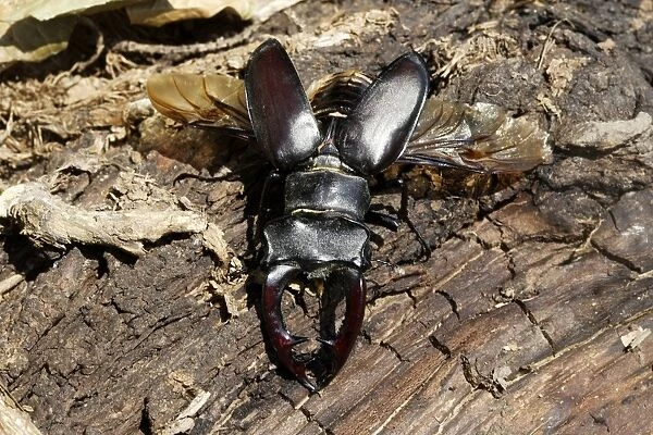 Stag Beetle - male
