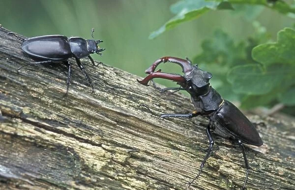 Stag Beetle - Male and female - The Netherlands - Drenthe