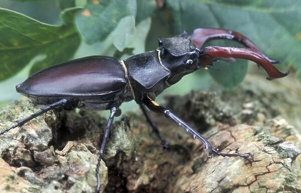 Stag Beetle - Male - The Netherlands - Drenthe