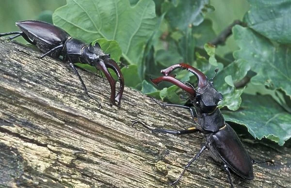 Stag Beetle - Two males defending their territory - The Netherlands, Drenthe