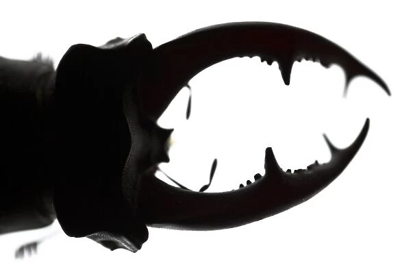 Stag Beetle silhouetted detail of the head Galicia Spai