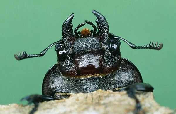 Stag Beetle USH 24 Lucanus cervus © Duncan Usher  /  ardea. com