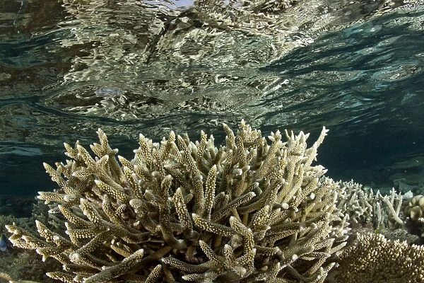 Staghorn Coral - Maldives