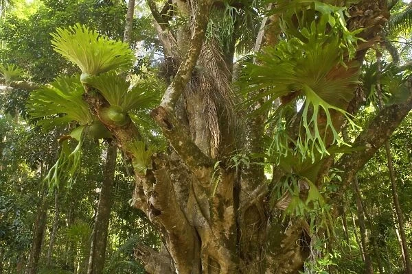 Staghorn Fern - gorgous specimen of staghorn fern grow on an ancient Weeping fig tree - Fraser Island World Heritage Area, Great Sandy National Park, Queensland, Australia