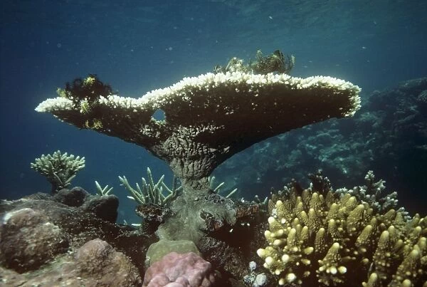 Staghorn  /  Table Coral Great Barrier Reef, Australia