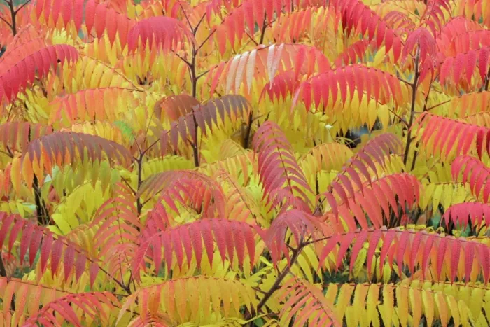 Framed Print : Stag's-horn Sumach - Leaves showing autumn colour. North Hessen, Germany Framed Print : Stag's-horn Sumach - Leaves showing autumn colour. North Hessen, Germany