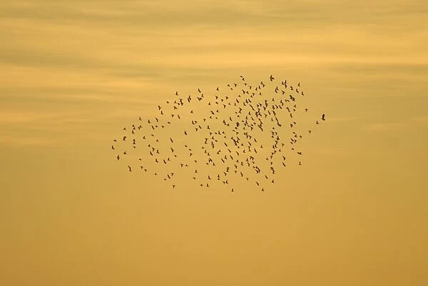 Stalings - roosing flock being attacked by single hawk Norfolk UK
