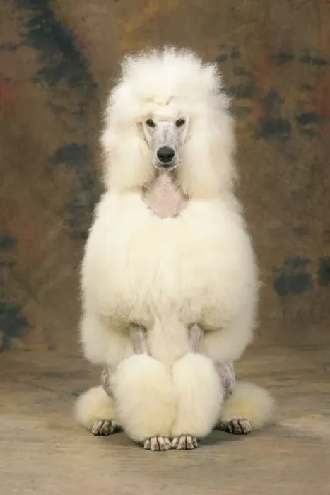 Framed Print : Standard Poodle Dog