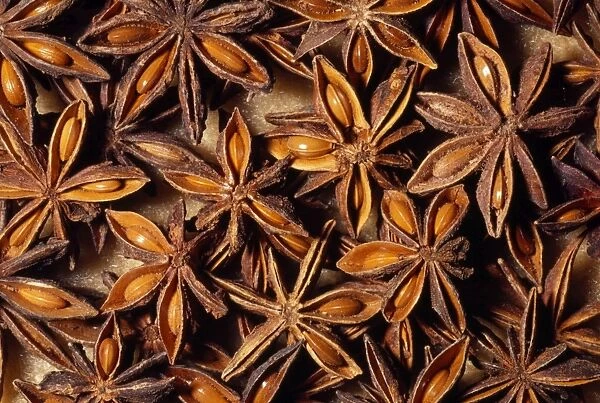Star Anise - whole seed pod, dried. Herb / spice. Native to: South Western China