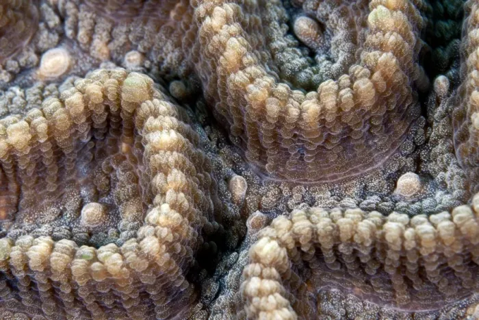 Framed Print : Star Coral - Indonesia Framed Print : Star Coral - Indonesia