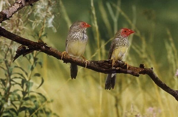 Star Finch - pair perched - Australia