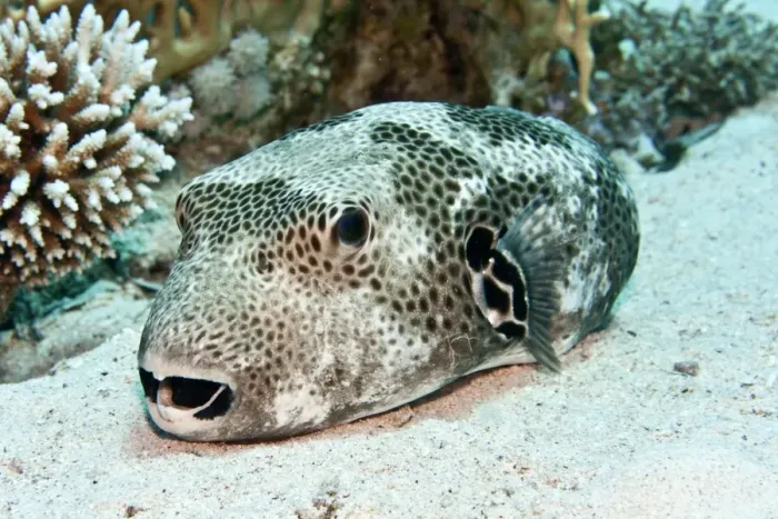 Framed Print : Star Puffer Fish - Red Sea Framed Print : Star Puffer Fish - Red Sea