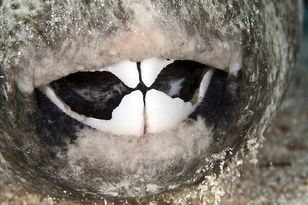 Star Puffer Fish - teeth - Red Sea