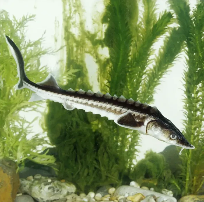 Framed Print : Star Sturgeon BB 484 Acipenser stellatus © Brian Bevan / ARDEA LONDON Framed Print : Star Sturgeon BB 484 Acipenser stellatus © Brian Bevan / ARDEA LONDON