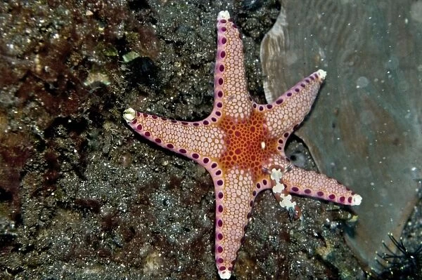 Starfish and Nudibranch (Chromodoris fidelis) - Komodo Marine National Park - Indonesia