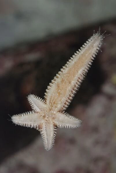 Starfish regenerating whole body and four arms from single arm and central disc following injury