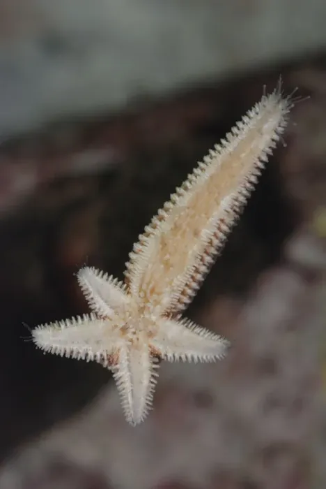 Framed Print : Starfish regenerating whole body and four arms from single arm and central disc following injury Framed Print : Starfish regenerating whole body and four arms from single arm and central disc following injury