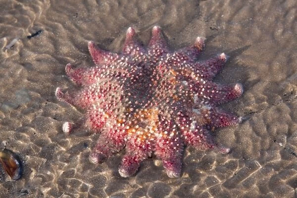 Starfish - Stranded individual on a beach. Norfolk, UK