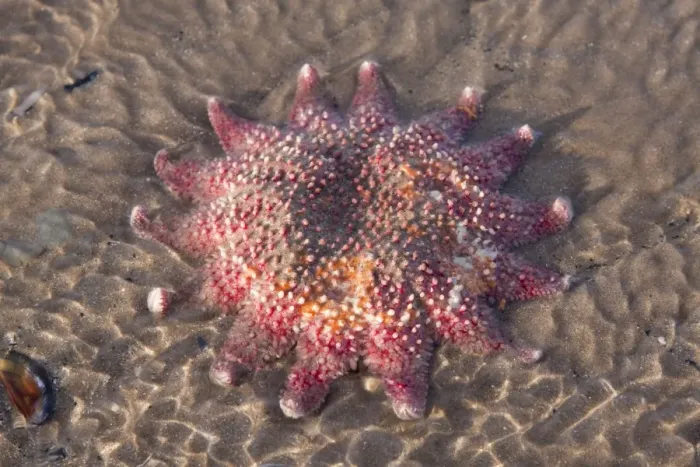Framed Print : Starfish - Stranded individual on a beach. Norfolk, UK Framed Print : Starfish - Stranded individual on a beach. Norfolk, UK