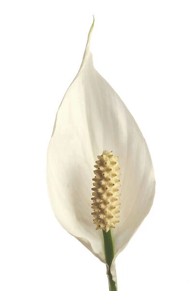 Starlight Flower. LA-919. Starlight Flower  /  Peace Lily  /  White Sails