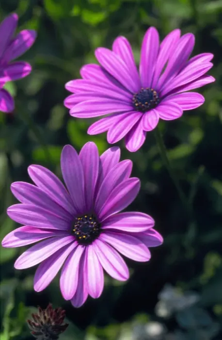 Framed Print : Starlight Osteospermum DAD 1055 Killerton, Devon Osteospermum ‘Denebola © David Dixon / ARDEA LONDON Framed Print : Starlight Osteospermum DAD 1055 Killerton, Devon Osteospermum ‘Denebola © David Dixon / ARDEA LONDON