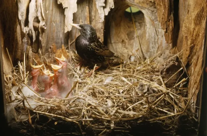 Framed Print : Starling - adult with young - 3 days old Framed Print : Starling - adult with young - 3 days old