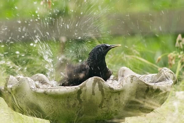 Starling - bathing in birdbath. Birds like to keep their feathers clean, as well as to drink, and are attracted to birdbaths in gardens