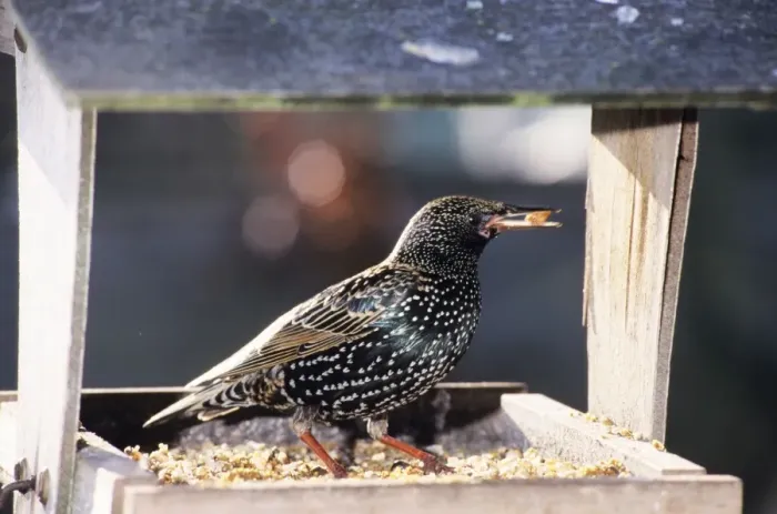 Framed Print : Starling - at bird table Framed Print : Starling - at bird table