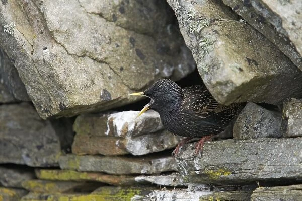Starling - Calling from nest hole Sturnus vulgaris Shetland Mainland, UK BI011450