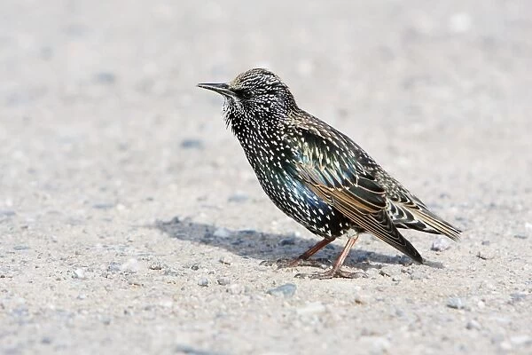 Starling - on car park searching for food, Lands End, Cornwall, England