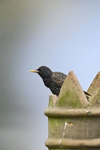 Starling - on chimney - Bedfordshire - UK 007571