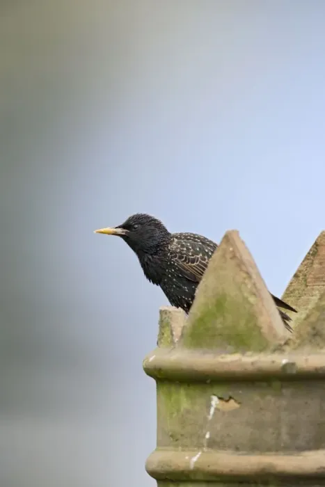 Framed Print : Starling - on chimney - Bedfordshire - UK 007571 Framed Print : Starling - on chimney - Bedfordshire - UK 007571